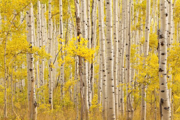 Aspen Universe