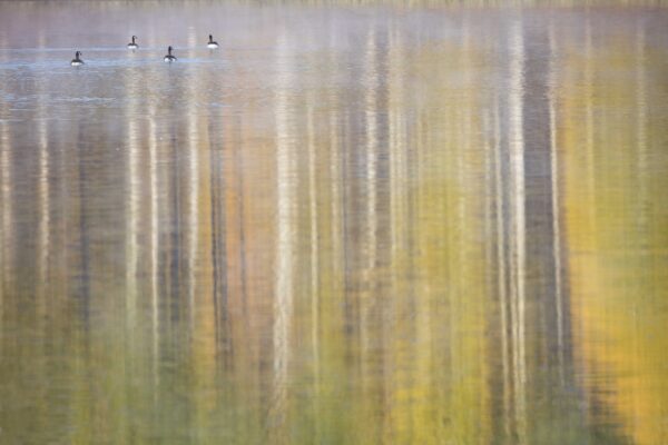 Autumn Armada