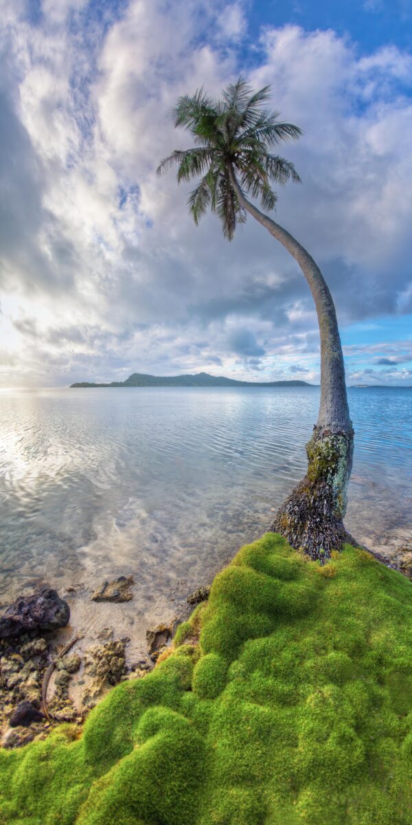 Truffula Palm of Bora Bora