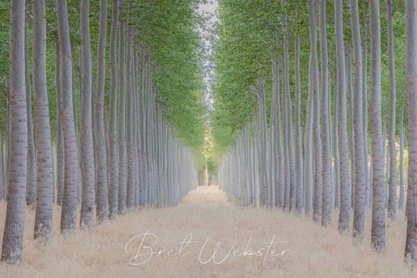 Ethereal Way