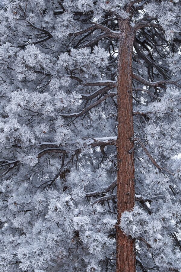 Frost Queen Ponderosa