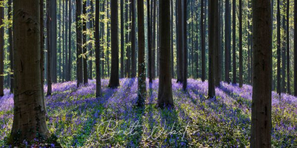 Purple Sanctum