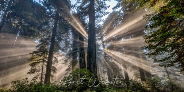 Redwood Revelation