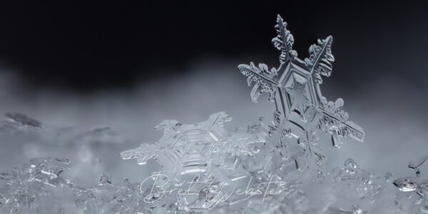 Snow Gems
