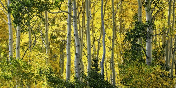 Aspen Exhibition
