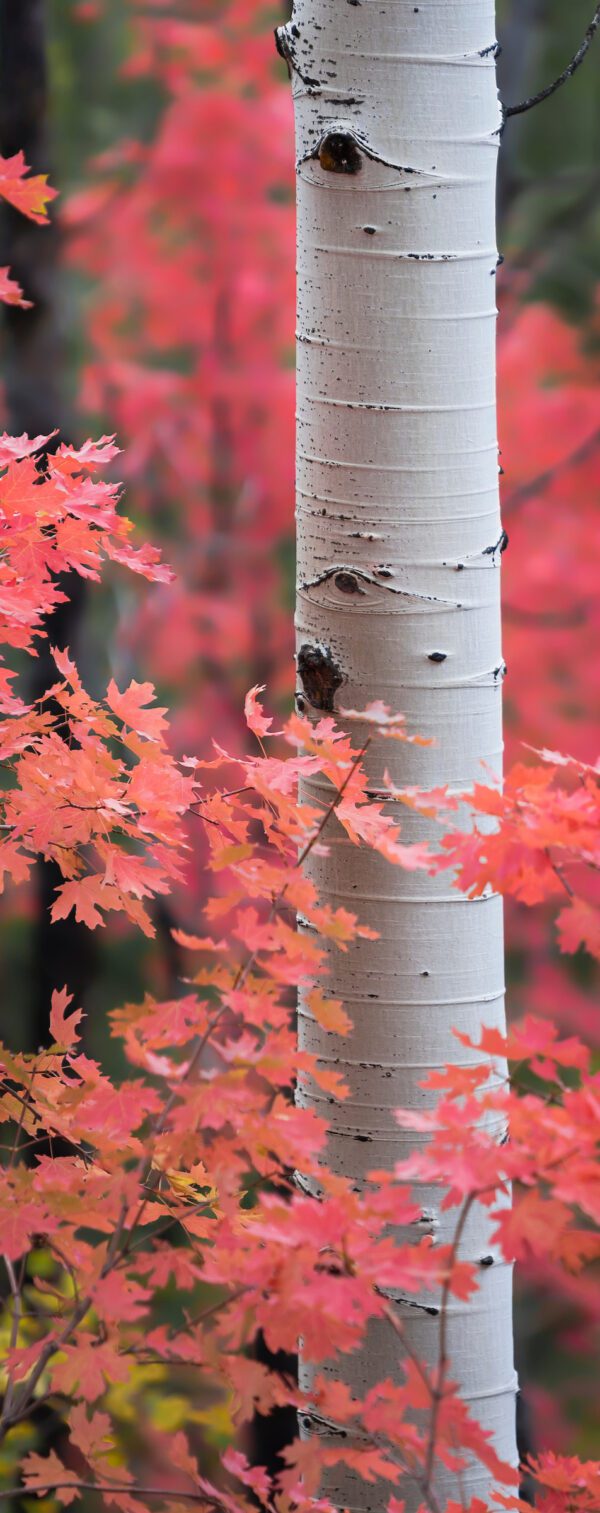 Aspen Fantasy 2.5