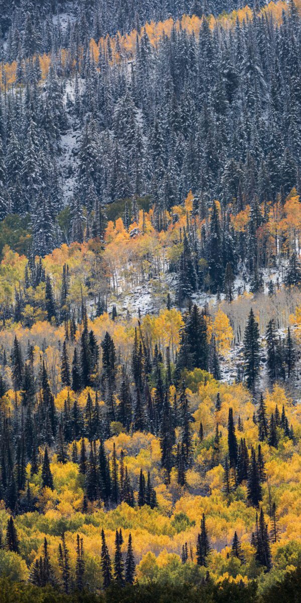 Aspen Moment