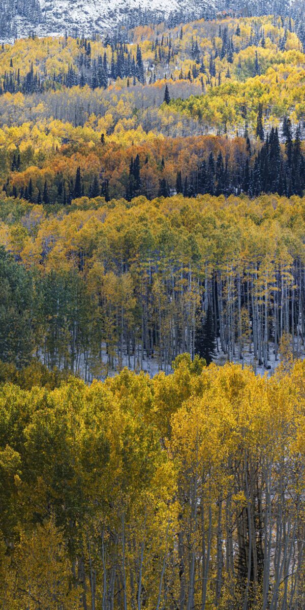Aspen Palette