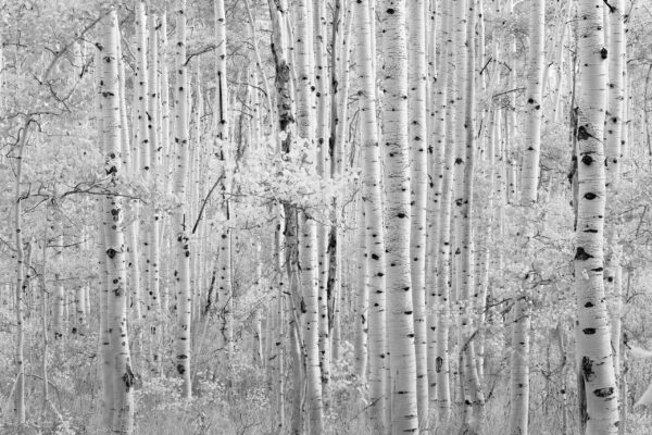 Aspen Universe B&W
