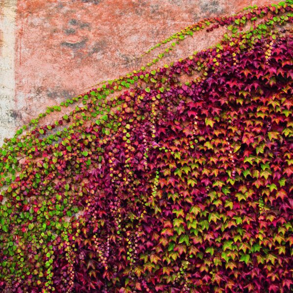 Autumn Ivy of Montemarcello Italy