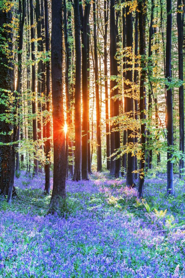 Bluebell Dawn
