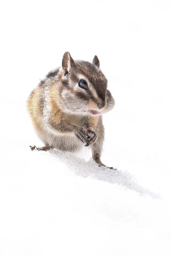 Chipmunk Cheeks