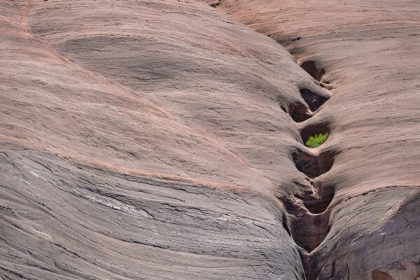 Clever Shrub