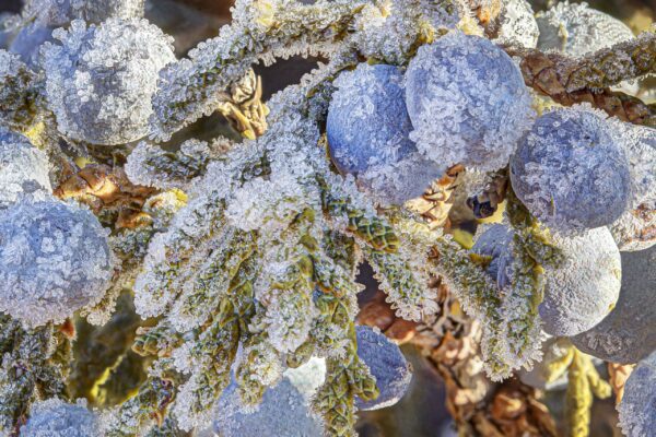 Frosted Juniper Berries H