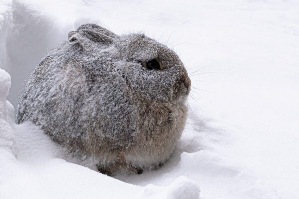 Fur Coat