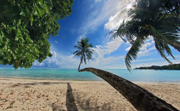 Impossible Palm