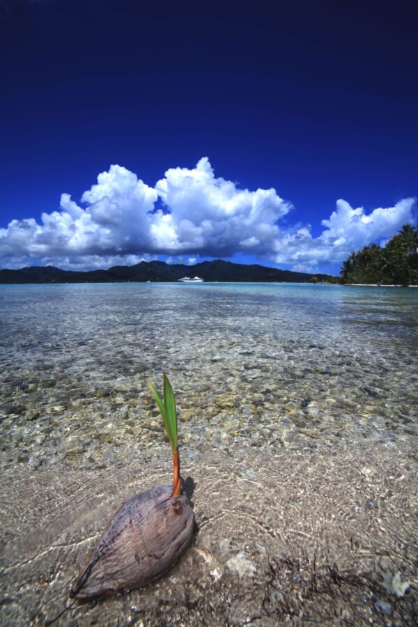 Coconut Dreams C