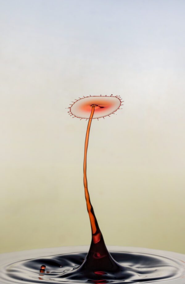 Liquid Dandelion