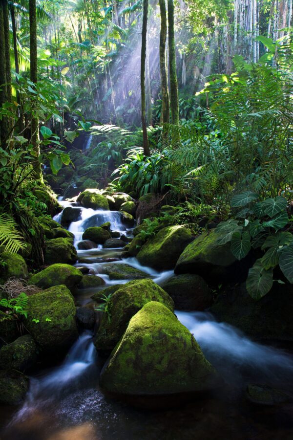Mossy Stream