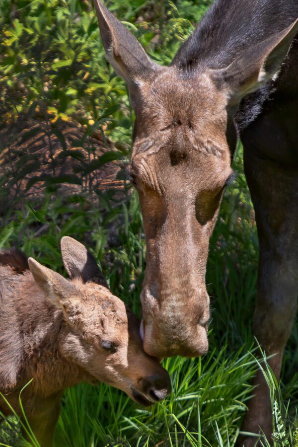 Mothers Day