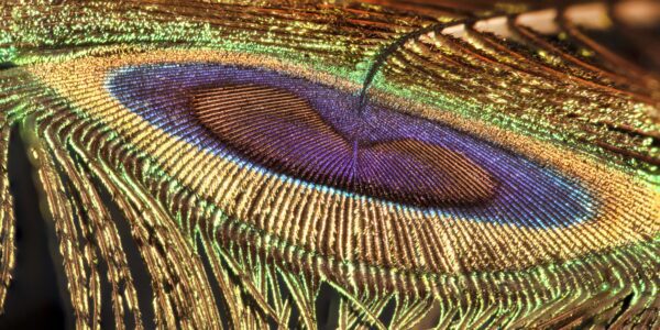 Peacock Perspective