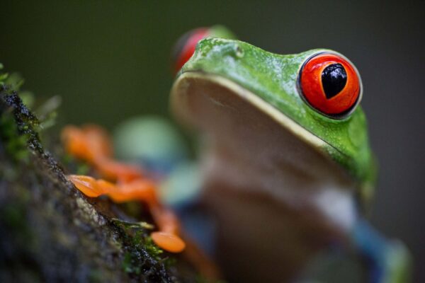 Red Eye Tree Frog 2