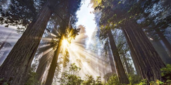 Redwood Reverie