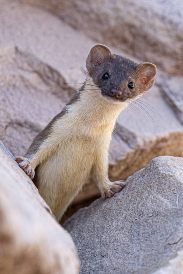 Summer Ermine 1