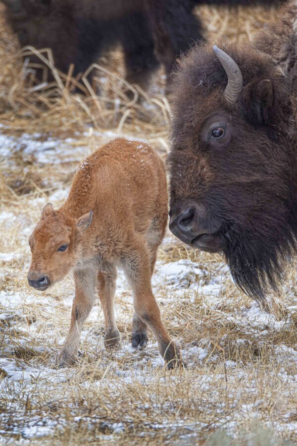 YS Bison Baby 8
