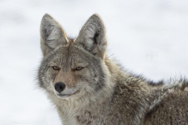 YS Coyote 1