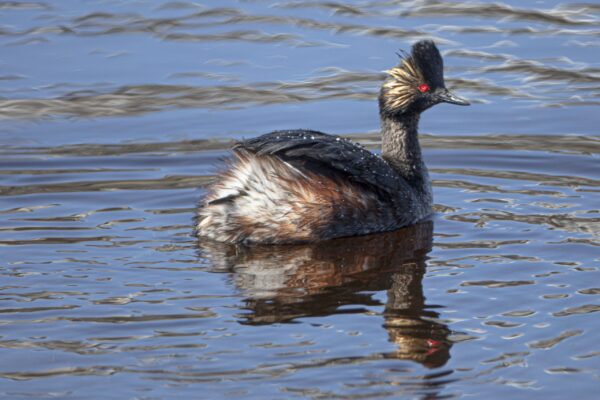 YS Eared Grebe 1
