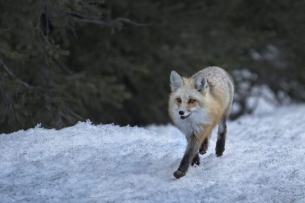 YS Fox 1