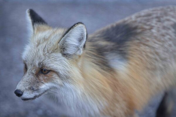 YS Fox 2