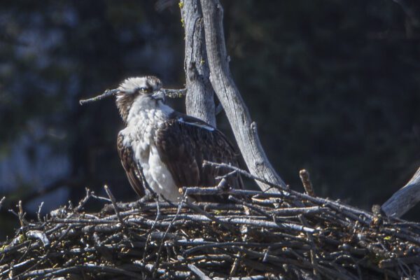 YS Osprey 2