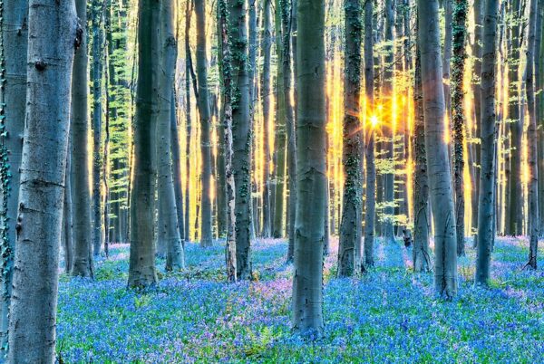 Hyacinth Forest