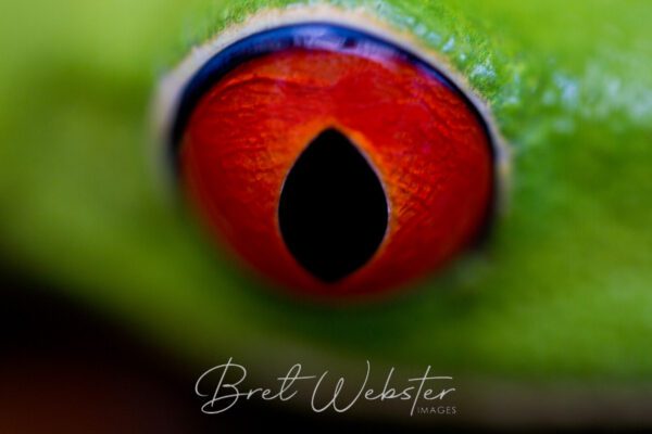 Amphibian Glare