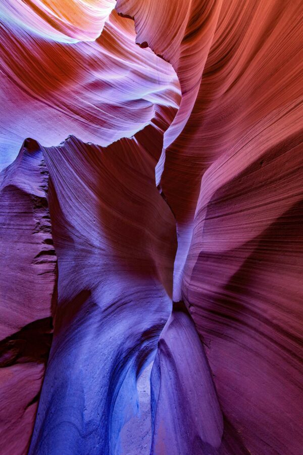 Antelope Dream