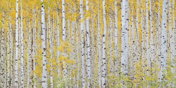 Aspen Expanse 2.0 C