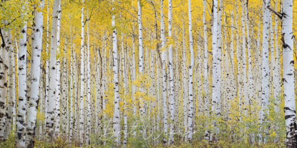 Aspen Expanse 2.0