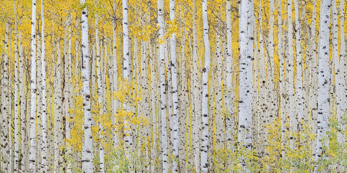 Aspen Expanse 2.0 C - Bret Webster Images