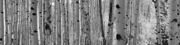 Aspen Extreme B&W