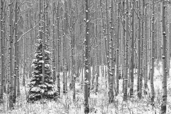 Aspen Frostings b&w c