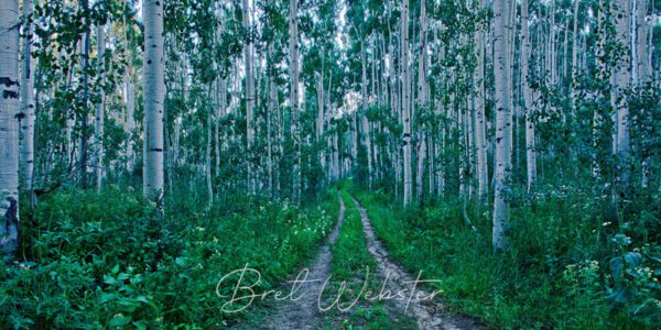 Aspen Road Green