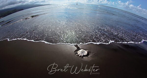 Black Sand Beach and Shell