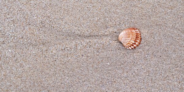 Bolonia Shell