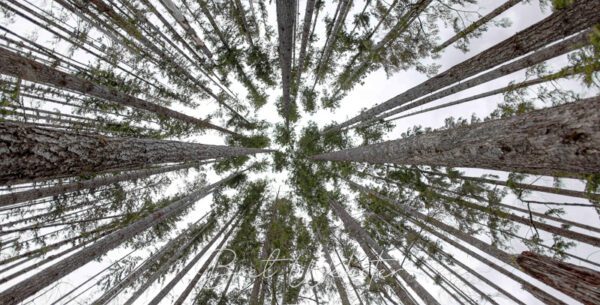 Bright Pines Outlook