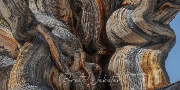 Bristlecone Spree