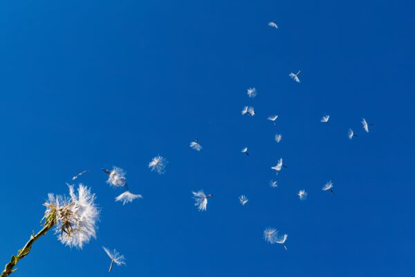Dandelion Children 1