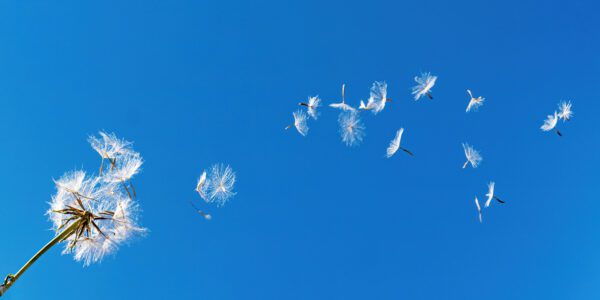 Dandelion Children 2
