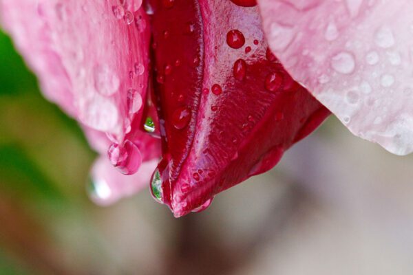 Drops on Bud C